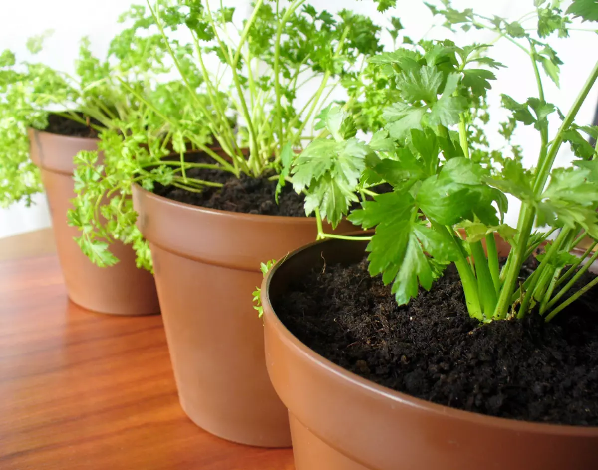 [Planter i huset] urter, der stærkt vokser om vinteren på vindueskarmen