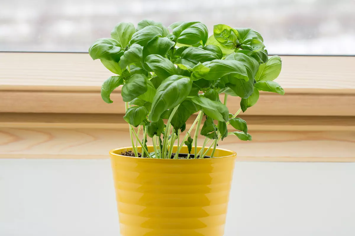 [Planter i huset] urter som sterkt vokser om vinteren på vinduskarmen