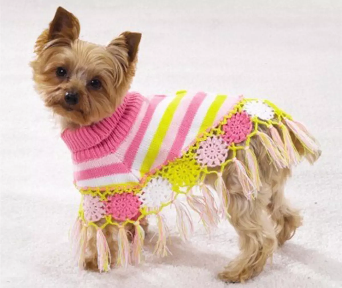 لباس های کنیتد برای سگ ها خودتان را انجام دهید: الگوهای با عکس ها و ویدیو