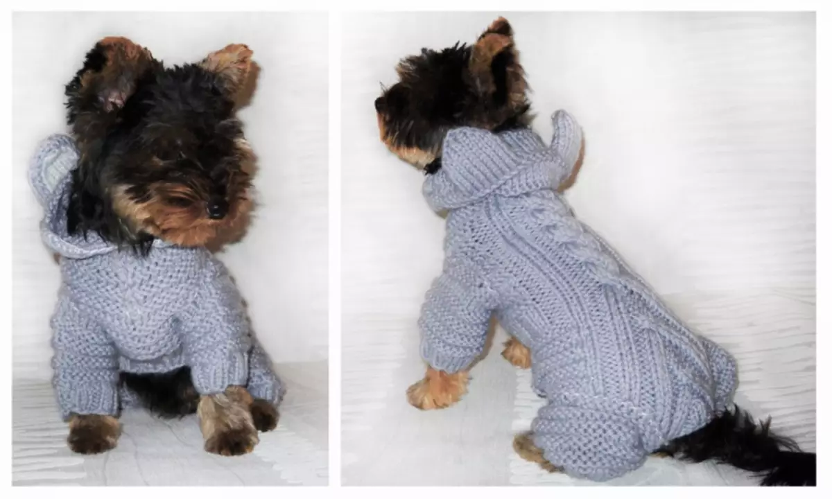 لباس های کنیتد برای سگ ها خودتان را انجام دهید: الگوهای با عکس ها و ویدیو