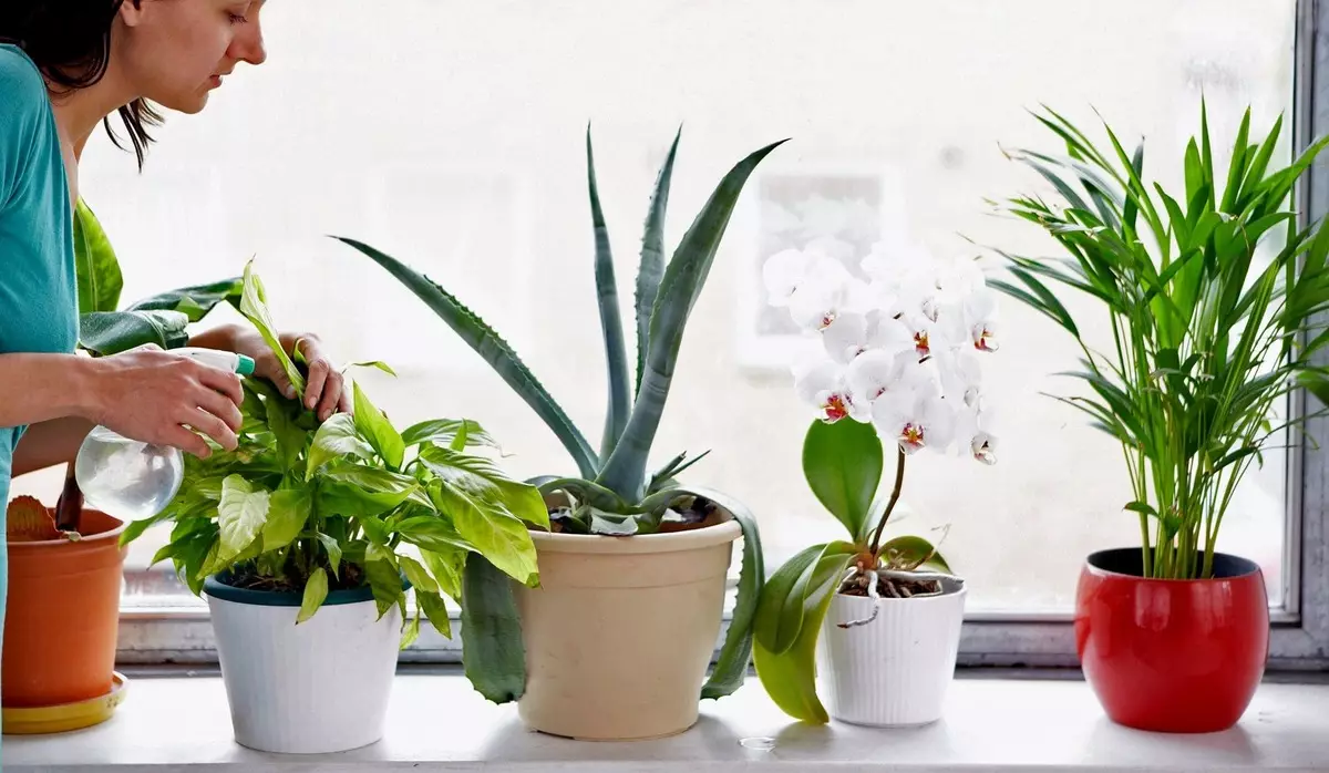 [Plantes a la casa] Com tenir cura de les flors interiors a la tardor?