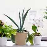 [Bimët në shtëpi] Si të kujdeseni për lule shtëpie në vjeshtë?