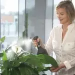 [Planter i huset] Hvordan bryr seg om innendørs blomster på høsten?
