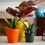 [房子里的植物]如何照顾秋天的室内花？