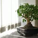 [گھر میں پودوں] بونسائی اور اس کی دیکھ بھال کیسے کریں؟