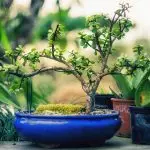 [Etxean landareak] Nola aukeratu bonsai eta zaindu?