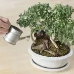 [Planter i huset] Hvordan vælger at vælge Bonsai og pleje ham?