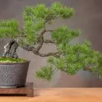 [Taimed maja] Kuidas valida bonsai ja hoolitseda teda?