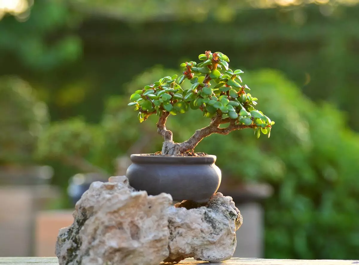 [Planter i huset] Hvordan vælger at vælge Bonsai og pleje ham?