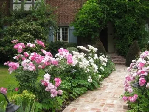 How to make a cottage plot beautifully with your own hands. Photo