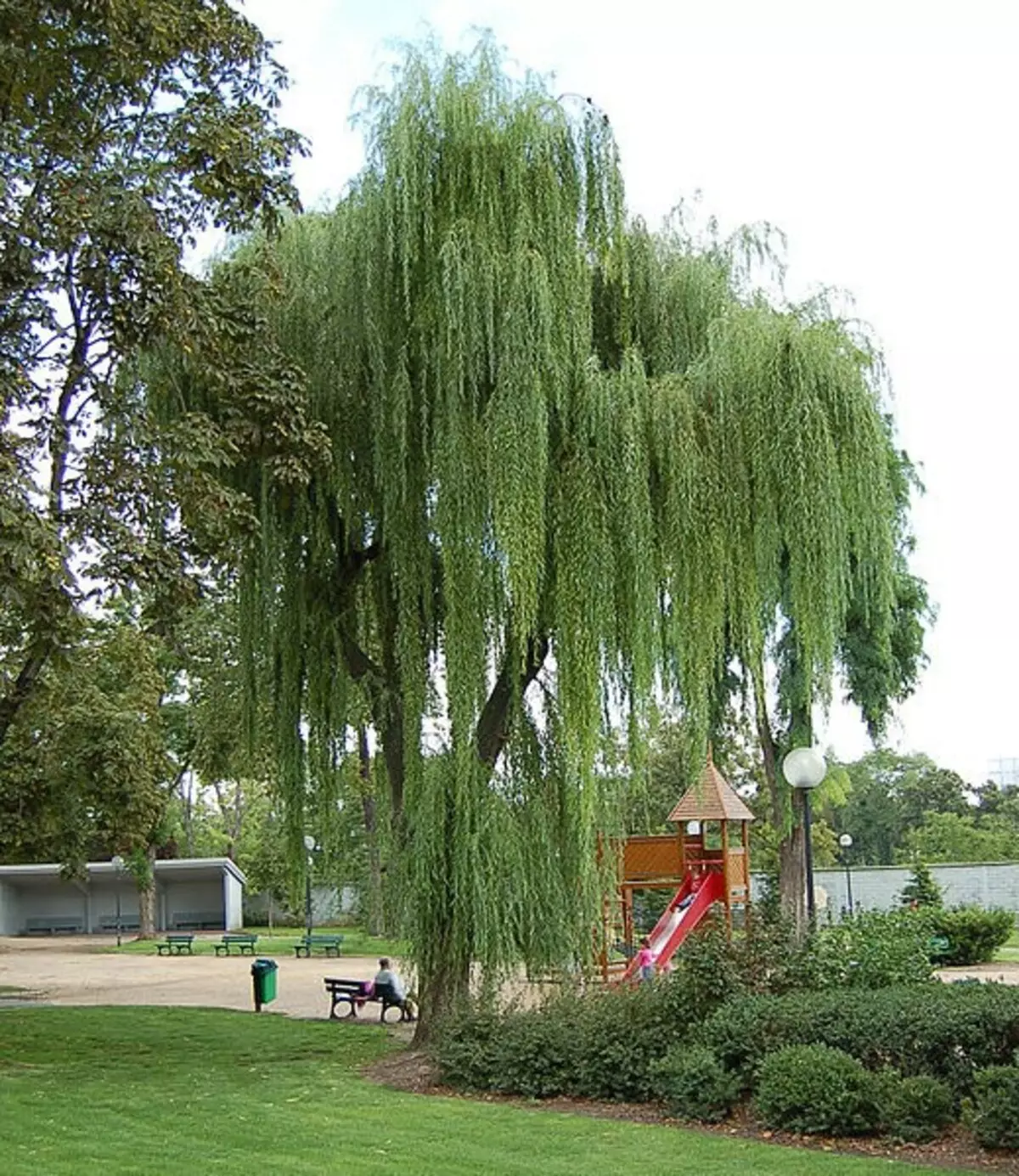 Vi vælger Swab Trees til sommerhuse og have (40 billeder)