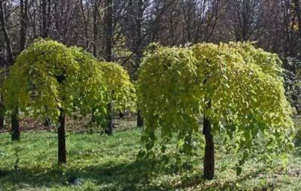 Yaz kottecləri və bağ üçün köpük ağaclarını seçirik (40 şəkil)