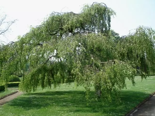 Yaz kottecləri və bağ üçün köpük ağaclarını seçirik (40 şəkil)