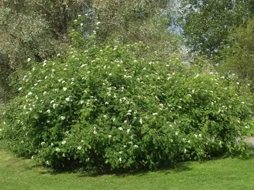 Kami memilih pokok swab untuk musim panas dan taman (40 foto)