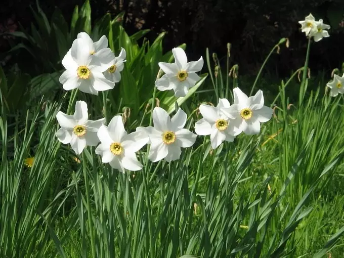 Hvid Have: Hvilke hvide blomster sætter i landet (85 billeder)