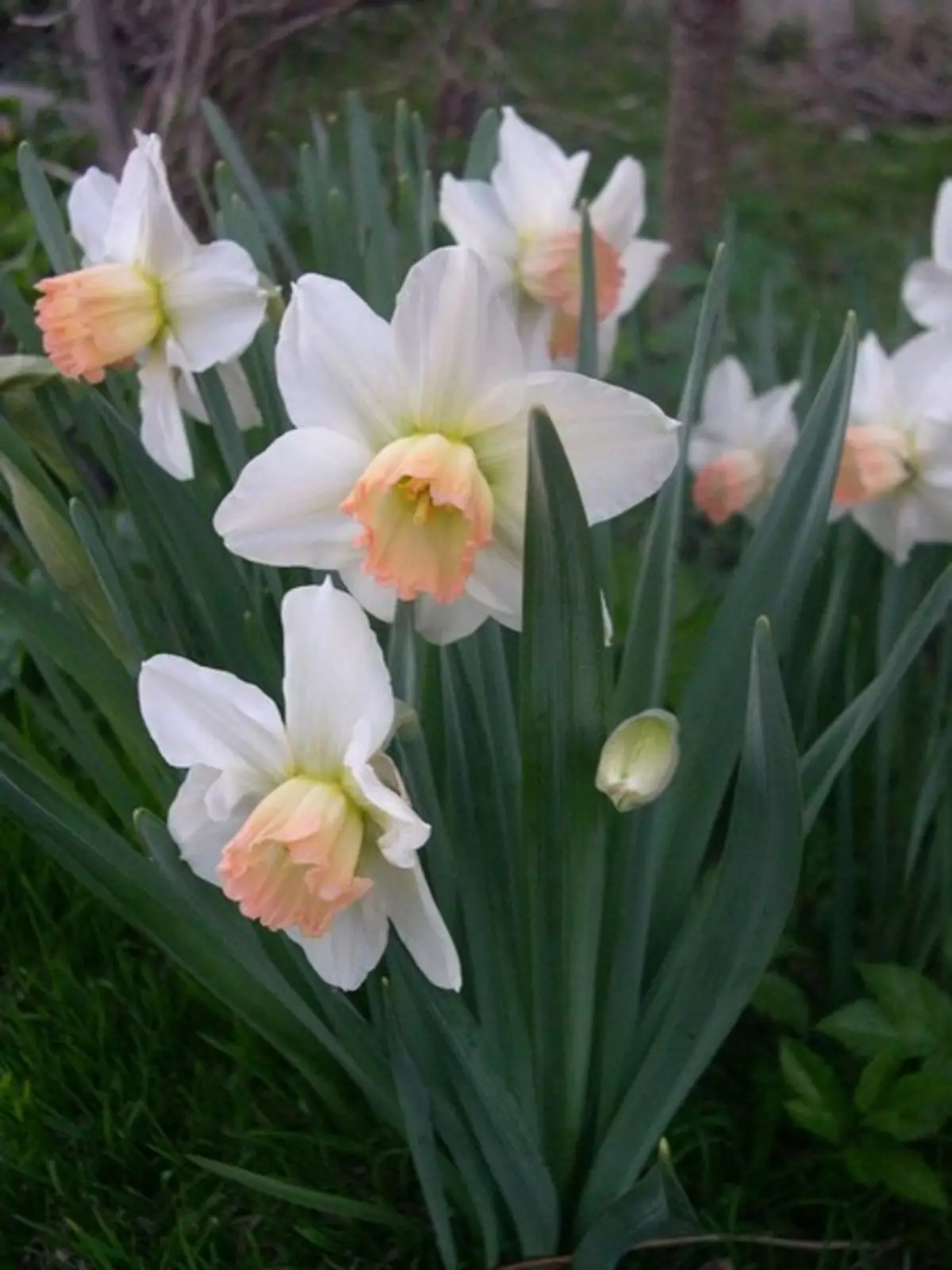 Hvid Have: Hvilke hvide blomster sætter i landet (85 billeder)