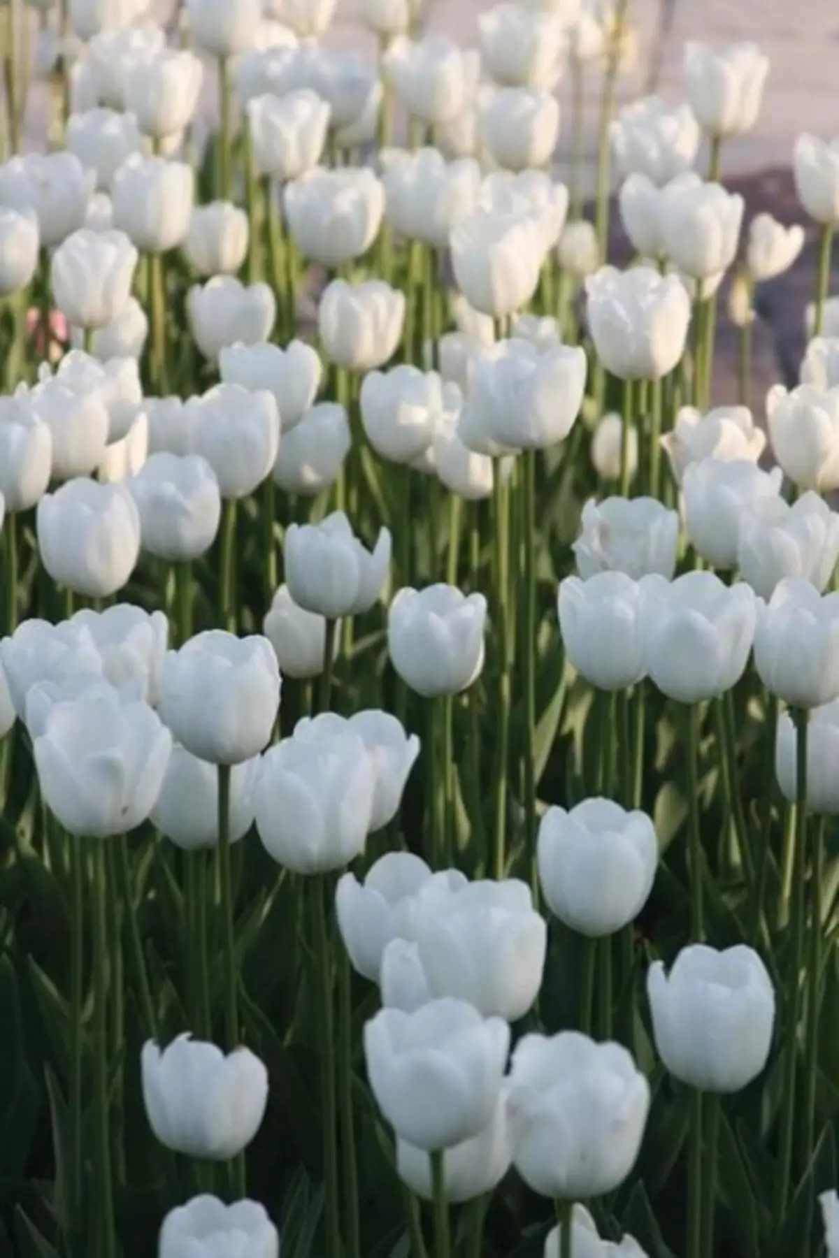 Vit trädgård: Vilka vita blommor sätter i landet (85 foton)