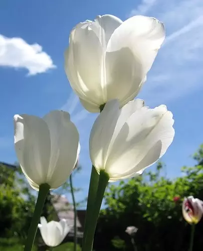 Jardim branco: quais flores brancas colocadas no país (85 fotos)