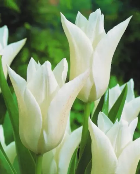 Jardim branco: quais flores brancas colocadas no país (85 fotos)