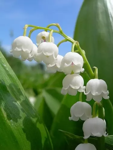 White Garden: unsang mga puti nga bulak ang gibutang sa nasud (85 Mga Litrato)