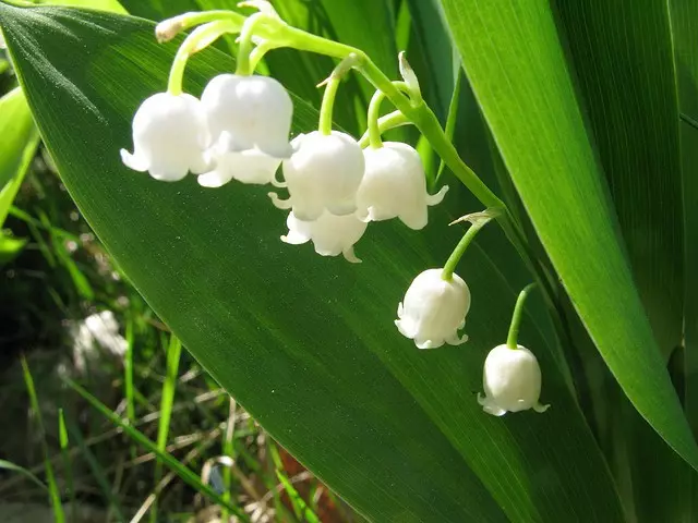 Jardim branco: quais flores brancas colocadas no país (85 fotos)