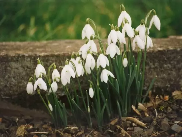 باغ سفید: کدام گل های سفید در کشور (85 عکس)