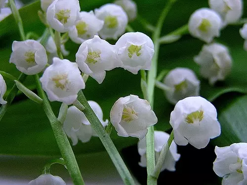 Hvid Have: Hvilke hvide blomster sætter i landet (85 billeder)