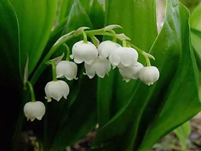 Hvid Have: Hvilke hvide blomster sætter i landet (85 billeder)