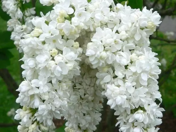 Wit tuin: watter wit blomme in die land sit (85 foto's)