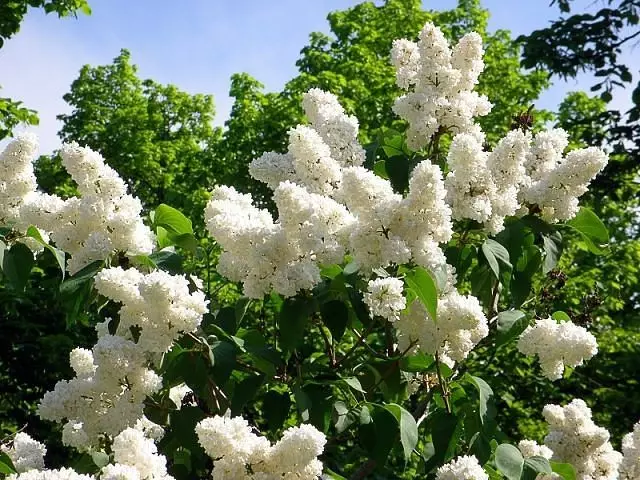 Jardim branco: quais flores brancas colocadas no país (85 fotos)