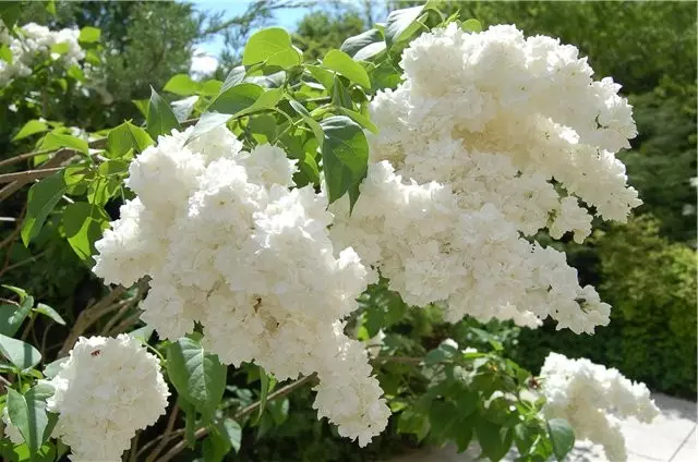 Jardim branco: quais flores brancas colocadas no país (85 fotos)