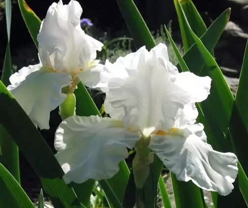 হোয়াইট গার্ডেন: কোন হোয়াইট ফুলগুলি দেশে রাখা হয়েছে (85 টি ছবি)