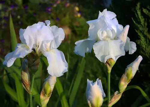 Jardim branco: quais flores brancas colocadas no país (85 fotos)