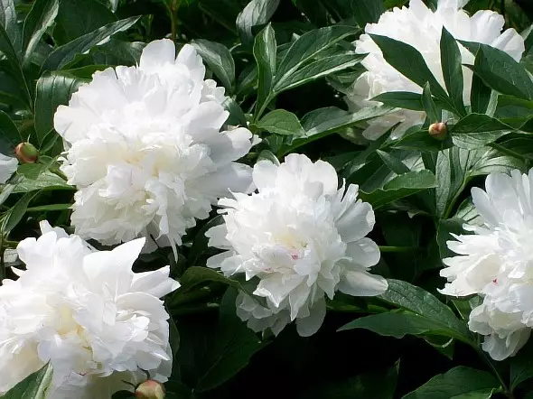 Jardim branco: quais flores brancas colocadas no país (85 fotos)