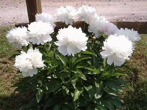 सेतो बगैचा: कुन सेतो फूलहरू देशमा राखिएको छ (85 85 फोटोहरू)