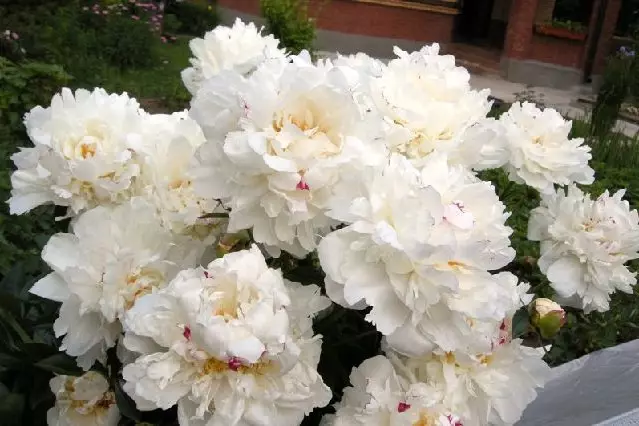 Vit trädgård: Vilka vita blommor sätter i landet (85 bilder)