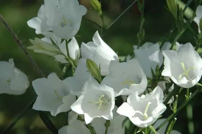 Wit tuin: watter wit blomme in die land sit (85 foto's)