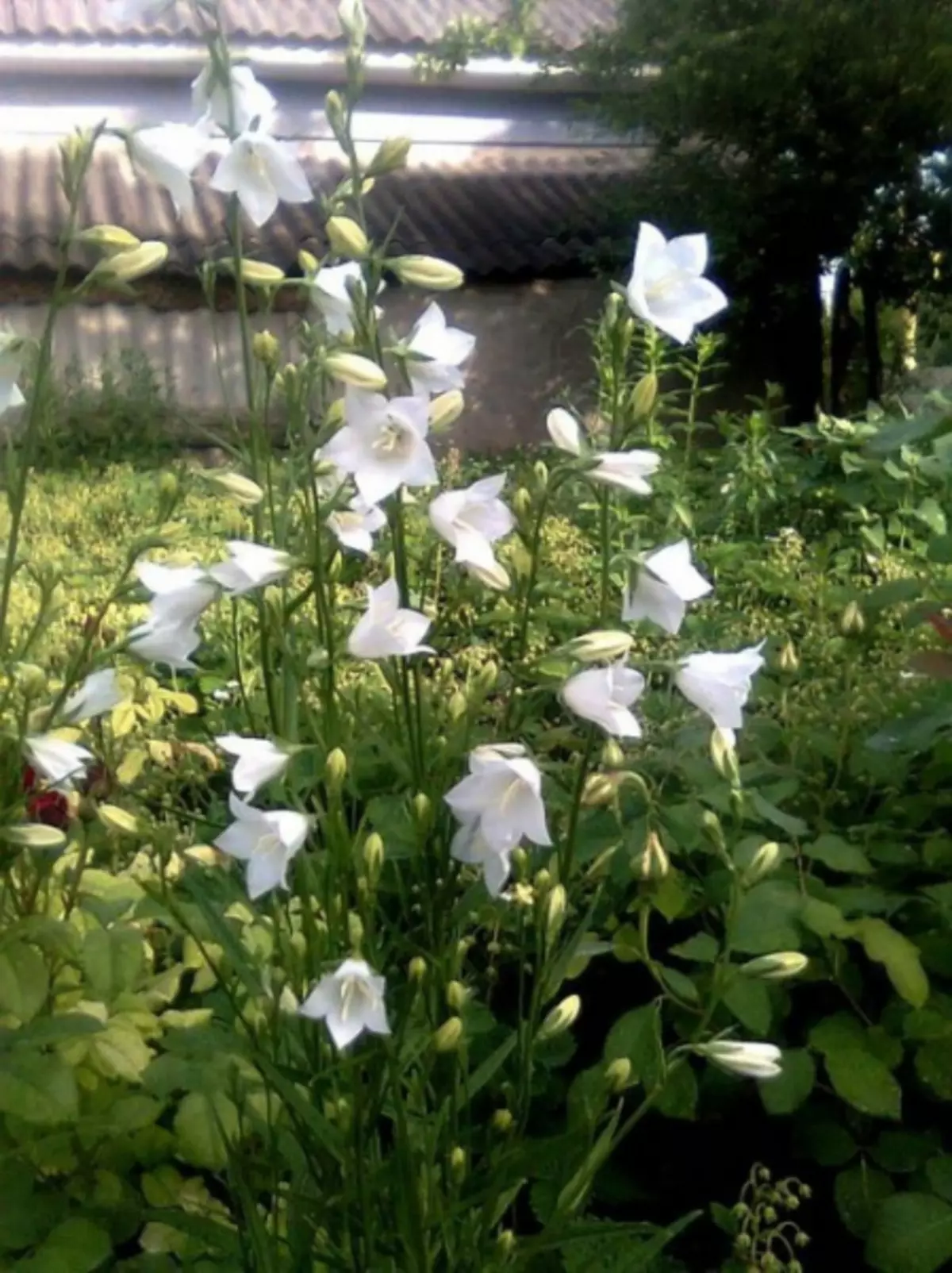 Biela záhrada: Ktoré biele kvety vložili do krajiny (85 fotografií)