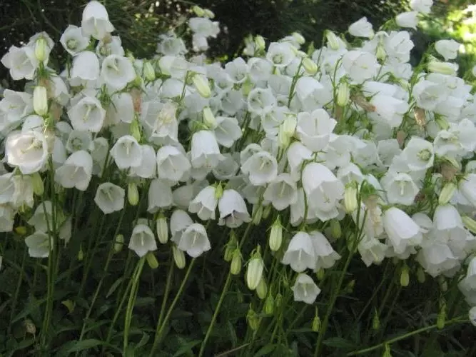 Giardino bianco: quali fiori bianchi mettono nel paese (85 foto)