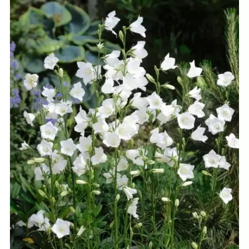 Bílá zahrada: Které bílé květy v zemi (85 fotek)