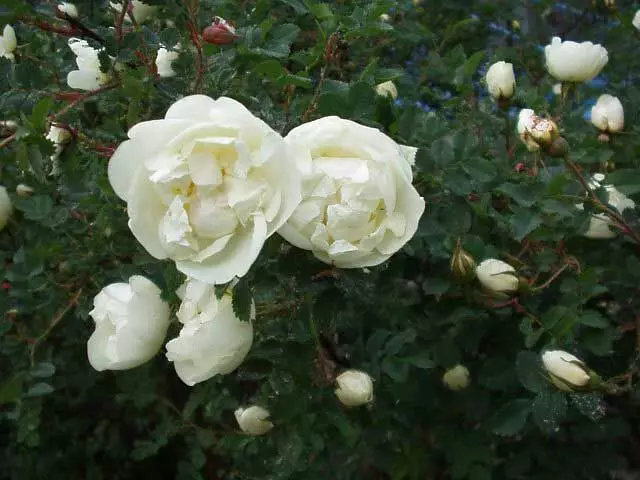 Giardino bianco: quali fiori bianchi mettono nel paese (85 foto)