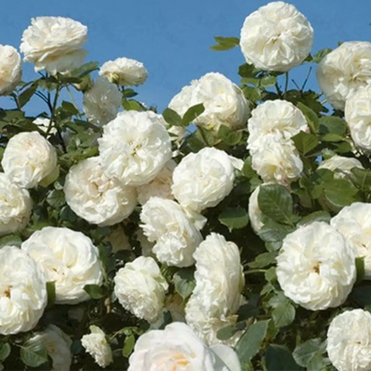 Белая плетистая роза Шнеевальцер