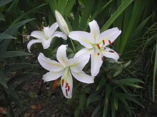 Jardin blanc: quelles fleurs blanches mettent dans le pays (85 photos)