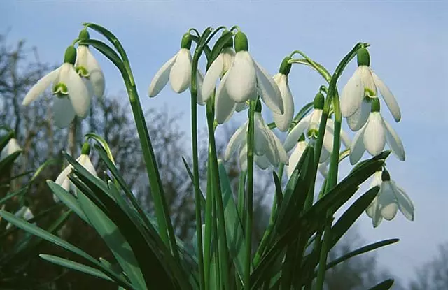 Wit tuin: watter wit blomme in die land sit (85 foto's)