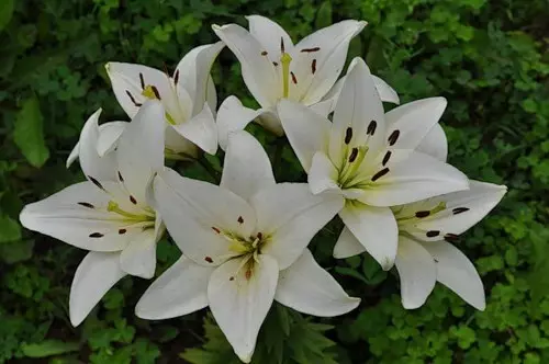 Jardim branco: quais flores brancas colocadas no país (85 fotos)