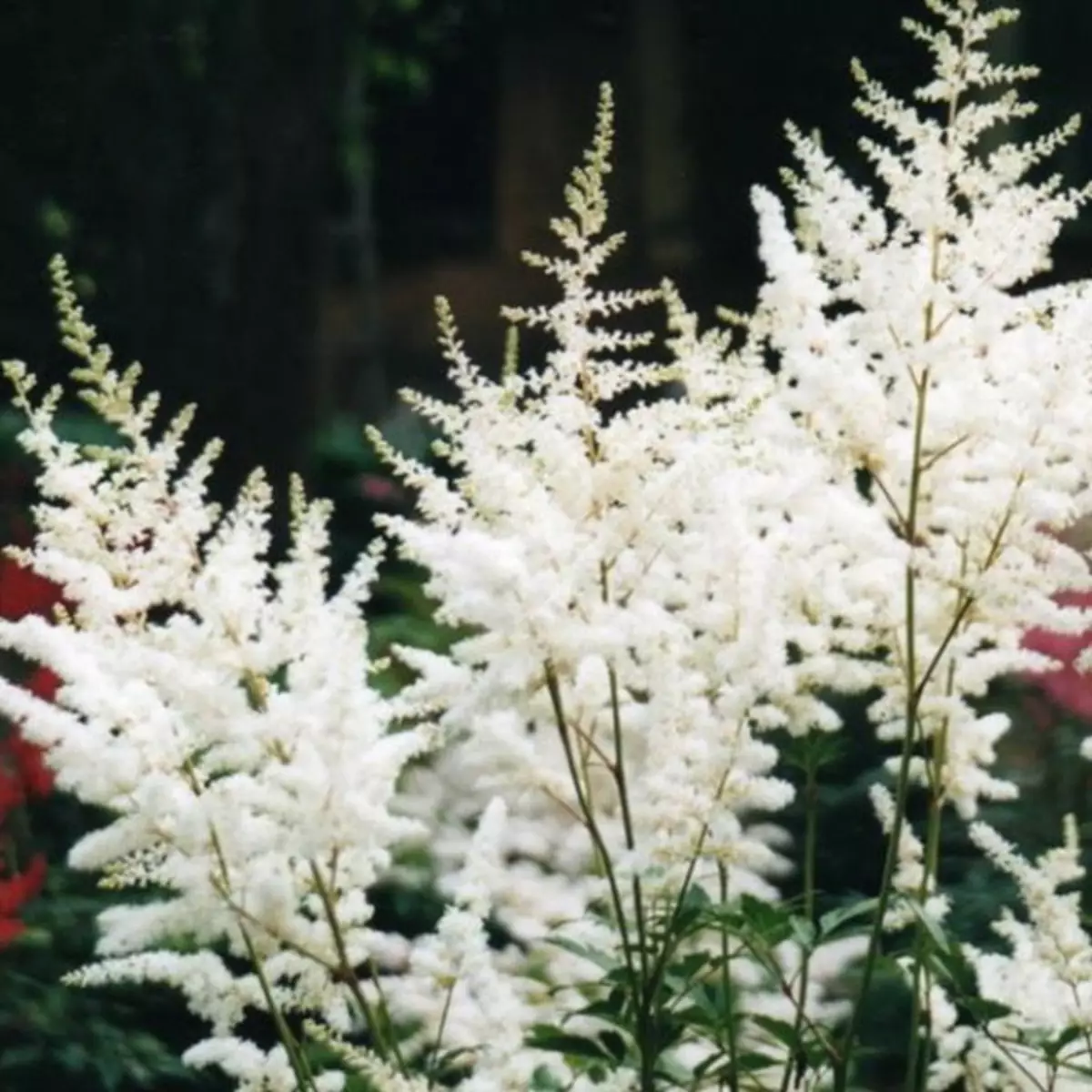 Vit trädgård: Vilka vita blommor sätter i landet (85 bilder)