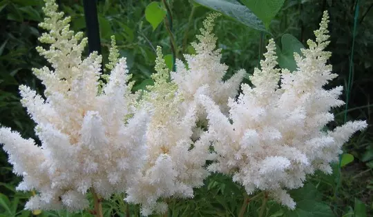 Giardino bianco: quali fiori bianchi mettono nel paese (85 foto)