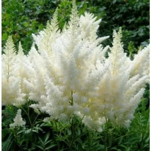 Wit tuin: watter wit blomme in die land sit (85 foto's)