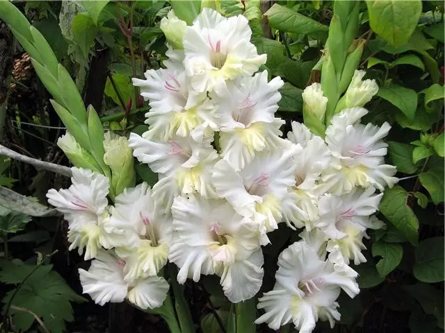 باغ سفید: کدام گل های سفید در کشور (85 عکس)