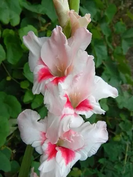 Jardim branco: quais flores brancas colocadas no país (85 fotos)